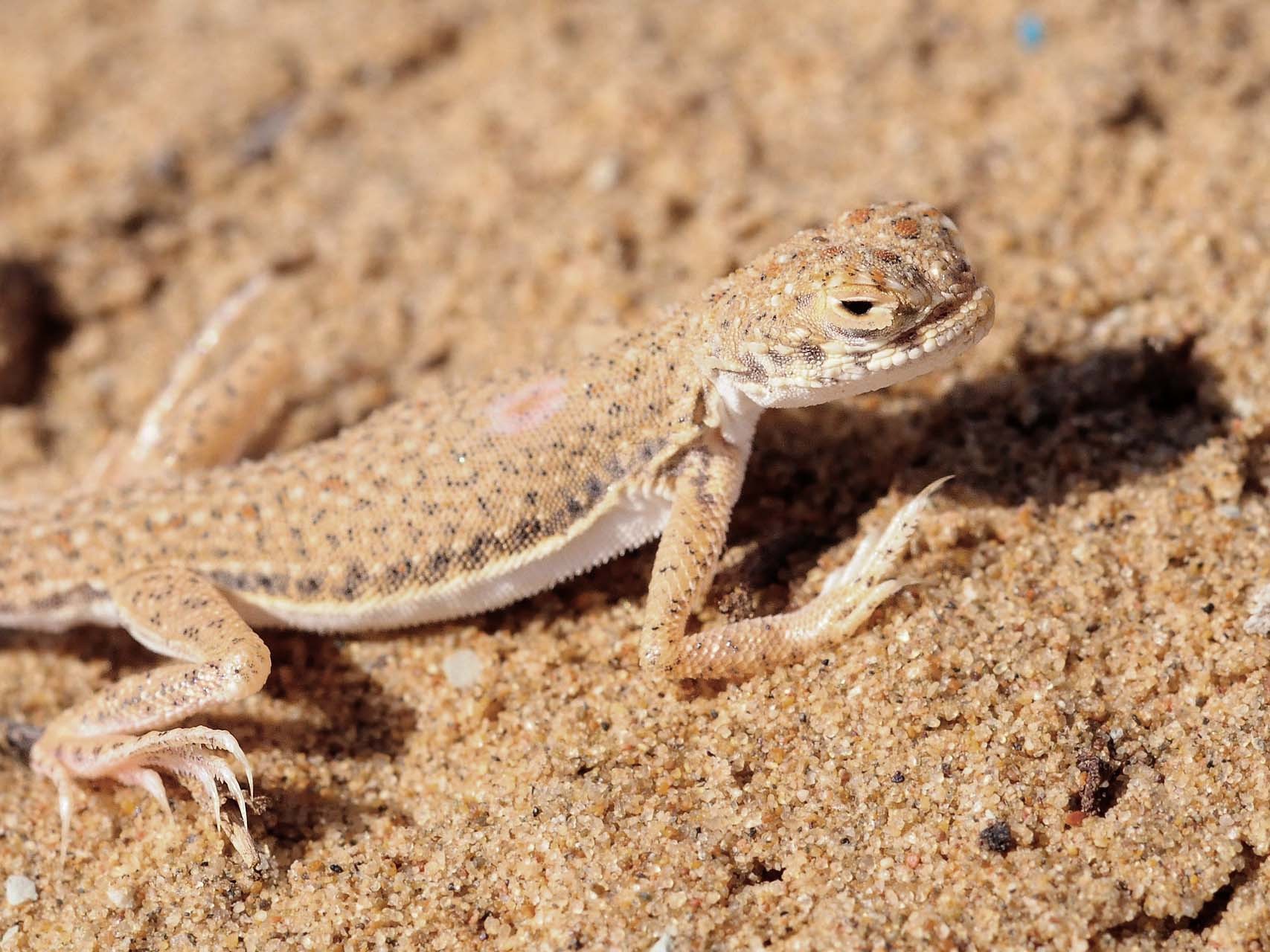 Lézard des sables