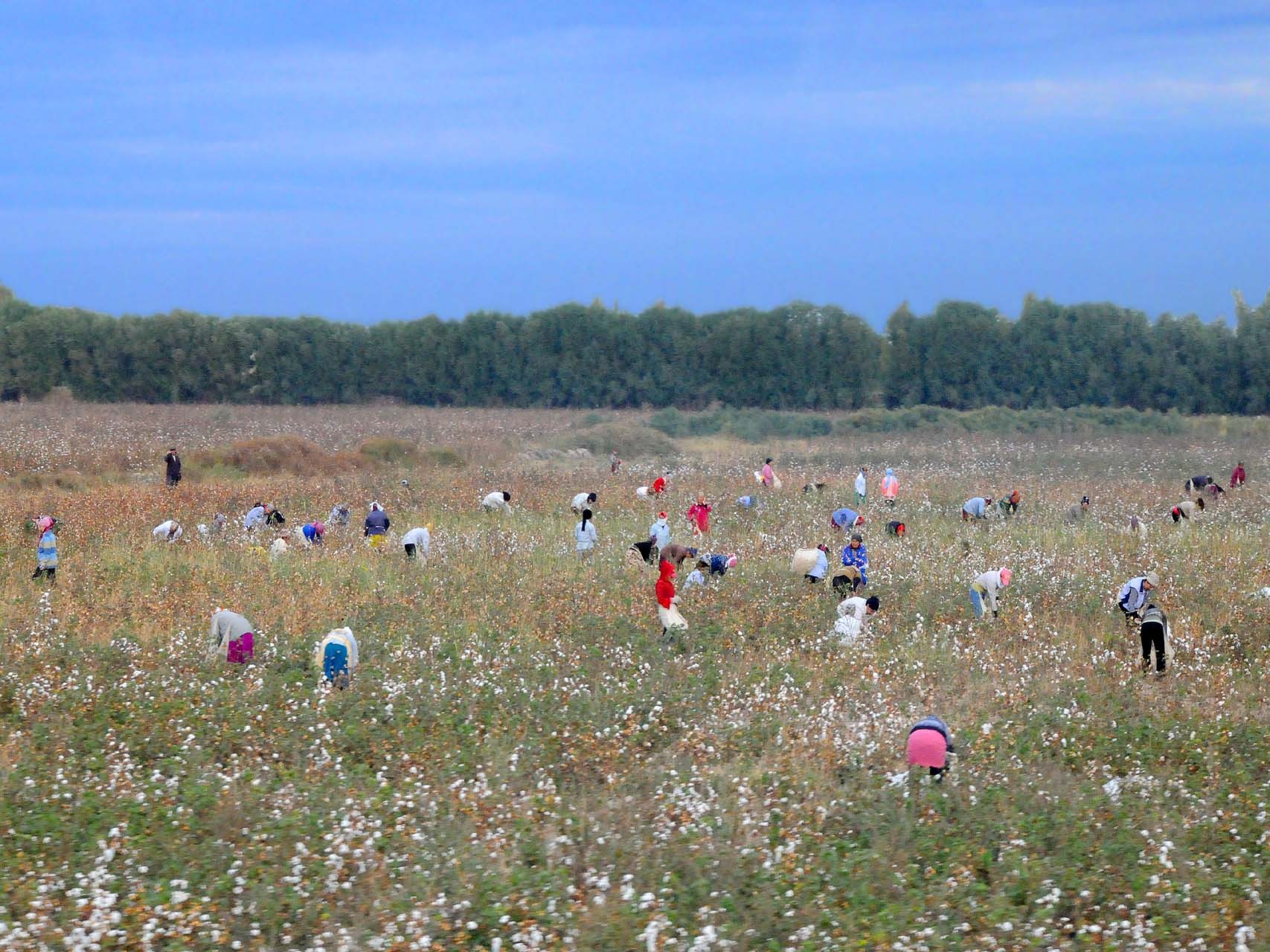 Champ de coton