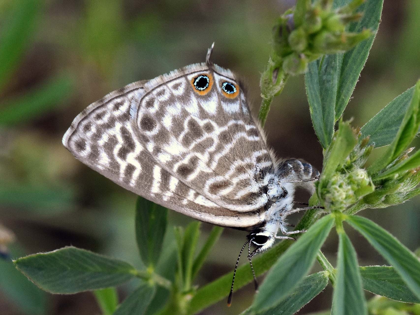 Azuré de la luzerne en train de pondre (Leptotes pirithous)