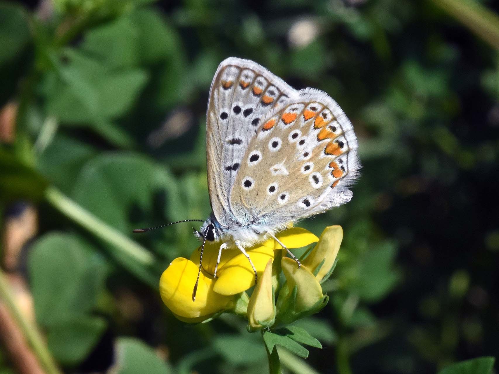 Azuré commun (Polyommatus icarus)