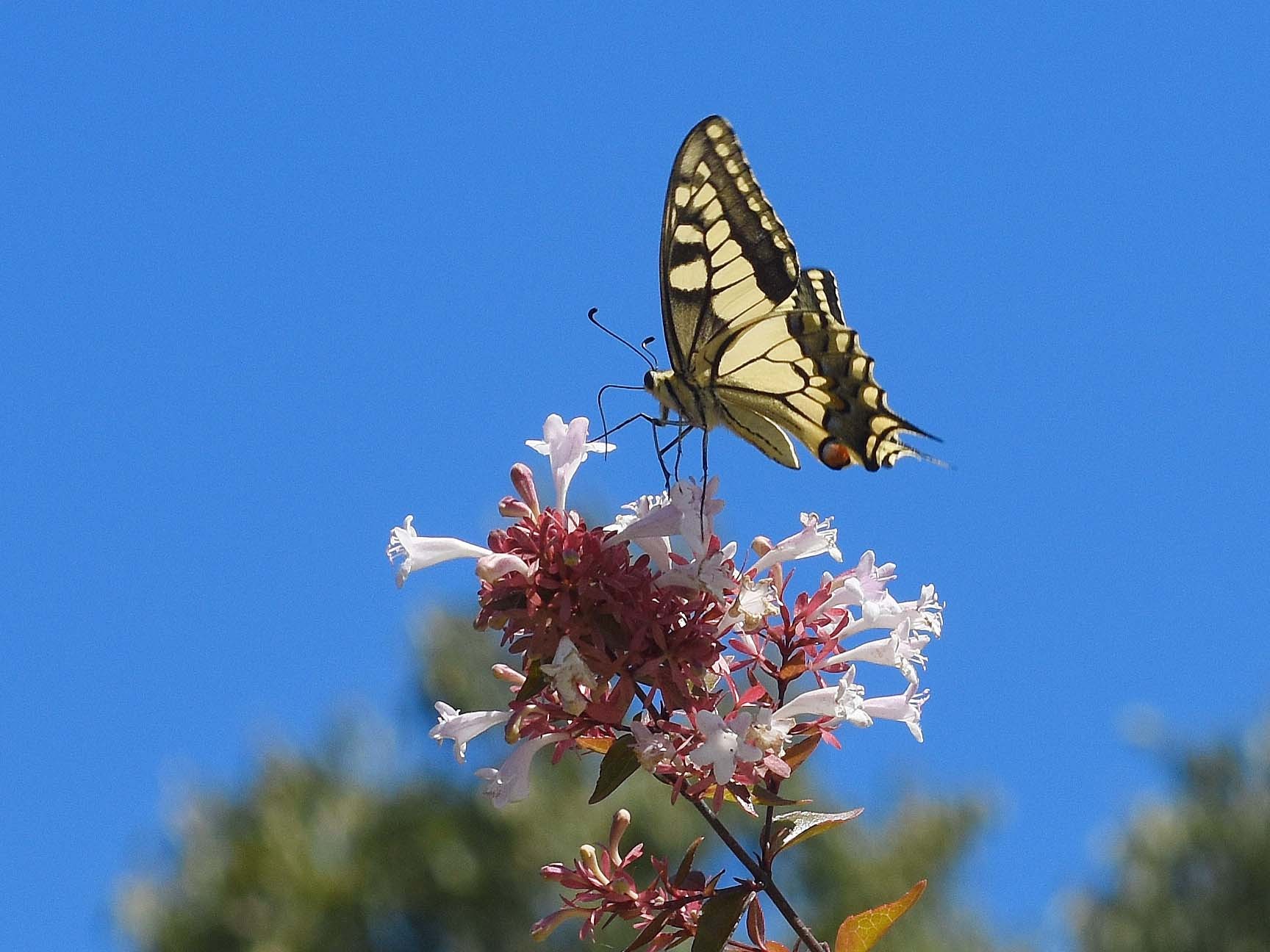 Machaon (Papilio machaon)