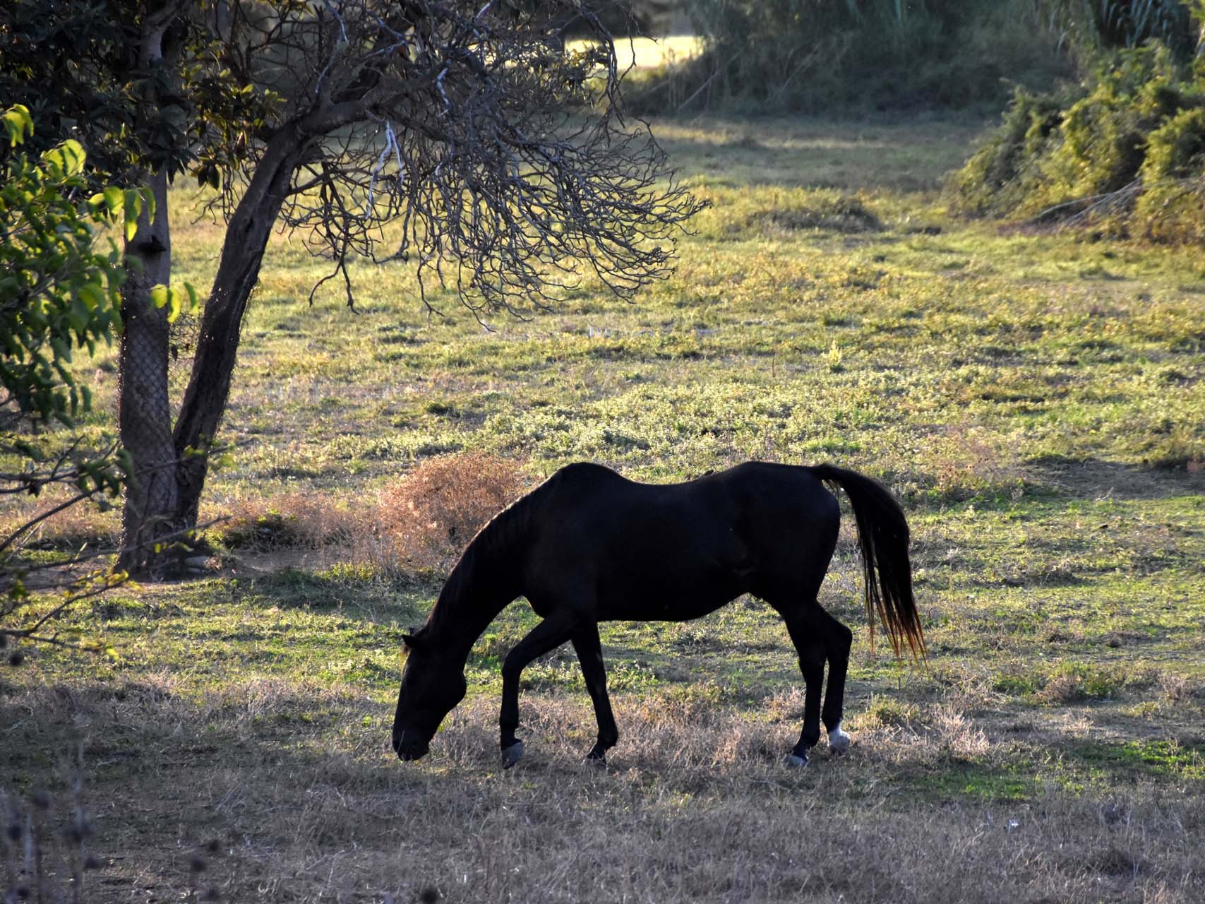 Aléria, un cheval matinal