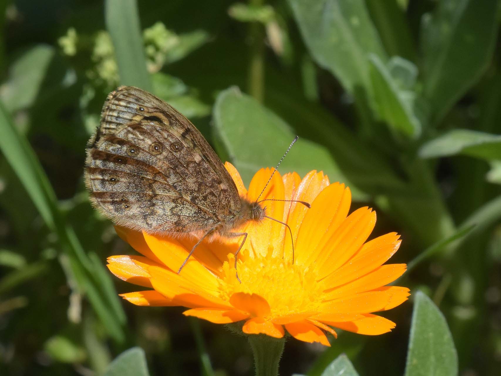 Mégère (Lasiommata megera)