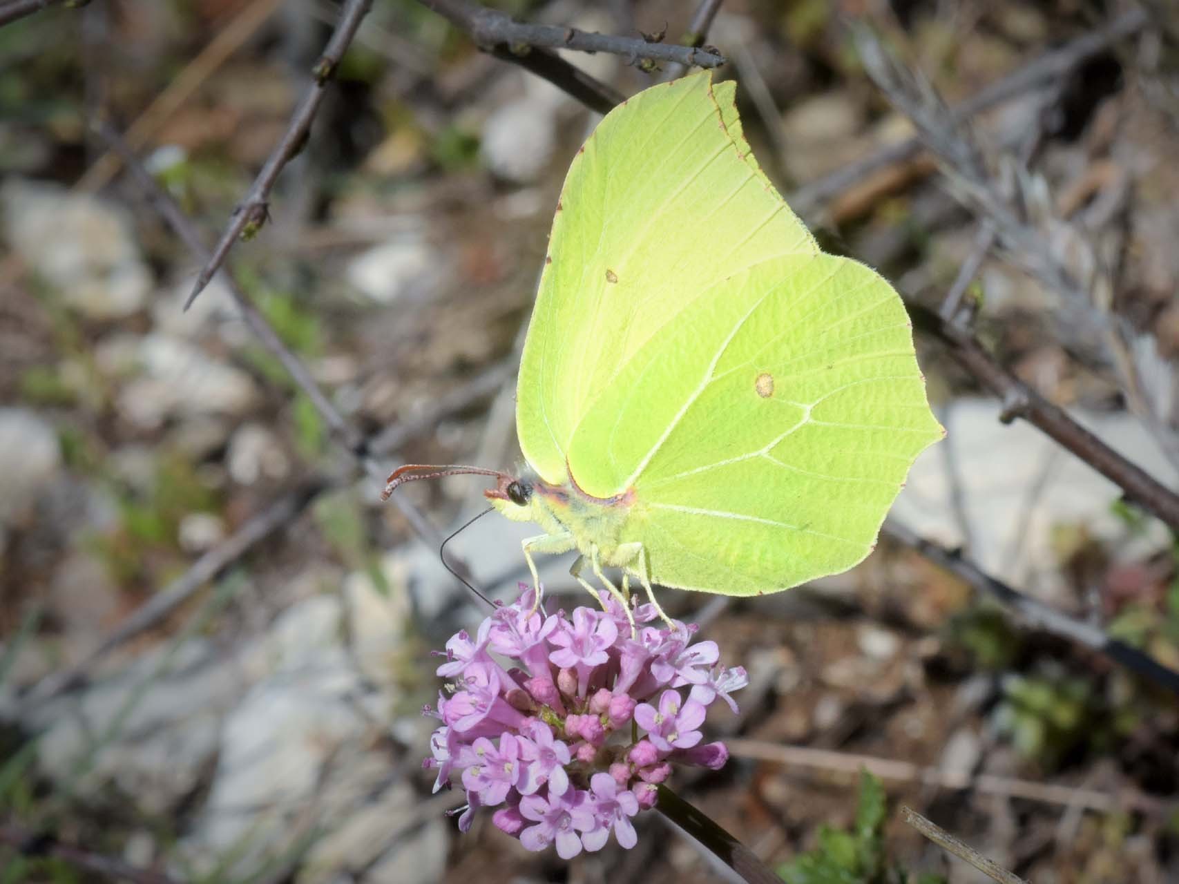 Citron (Gonepteryx rhamni)