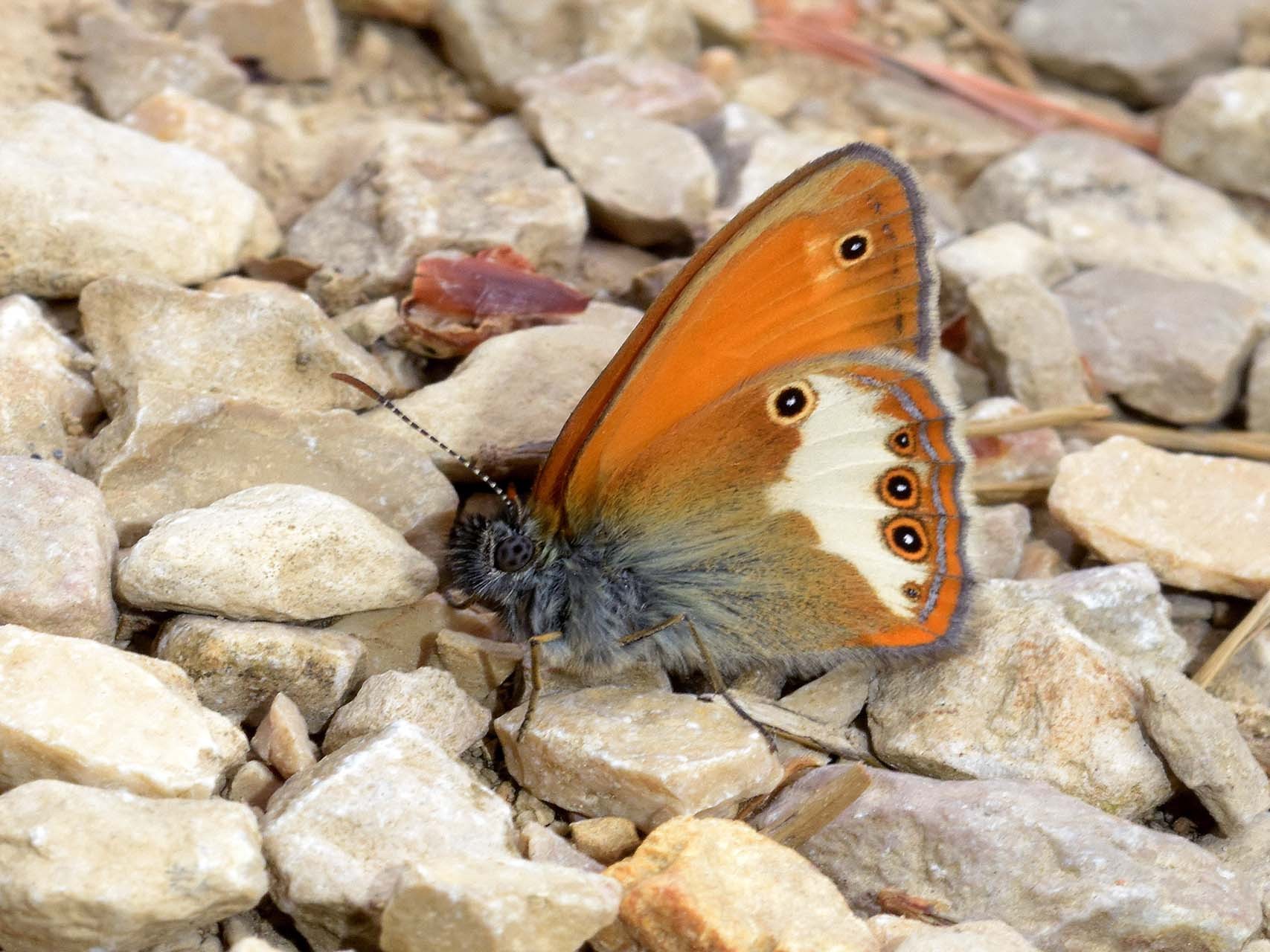 Céphale (Coenonympha arcania)