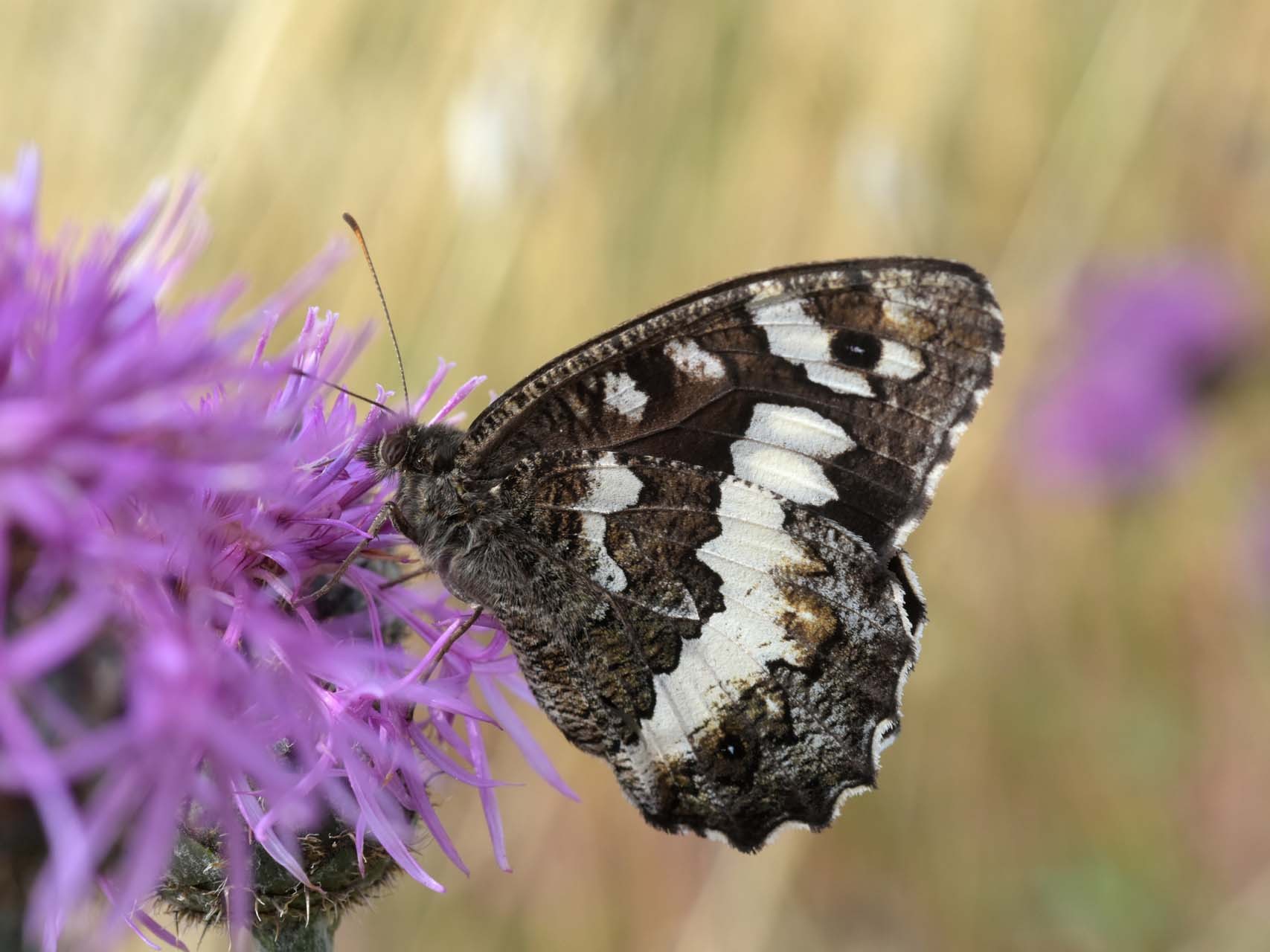 Silène (Brintesia circe)