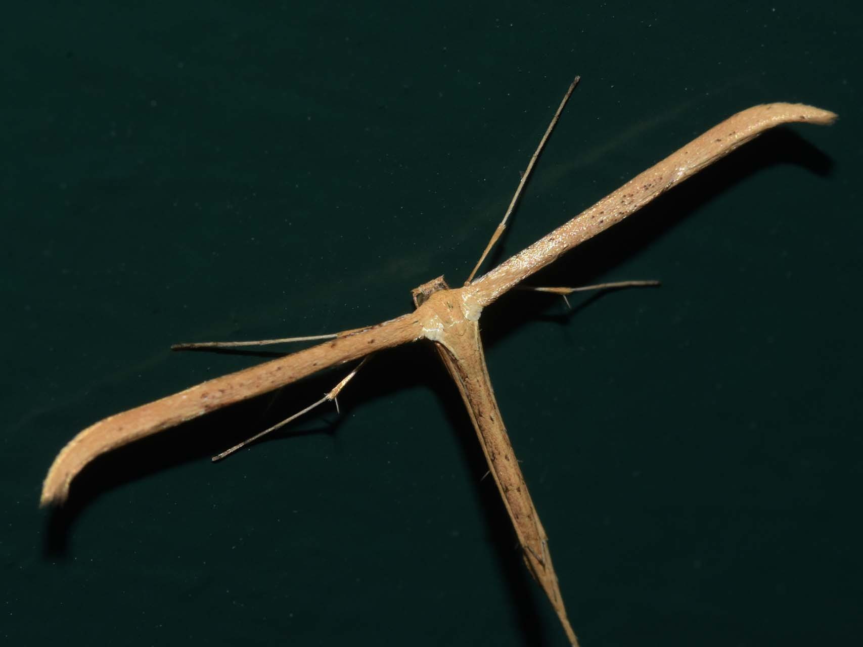 Ptérophore du liseron (Emmelina monodactyla)