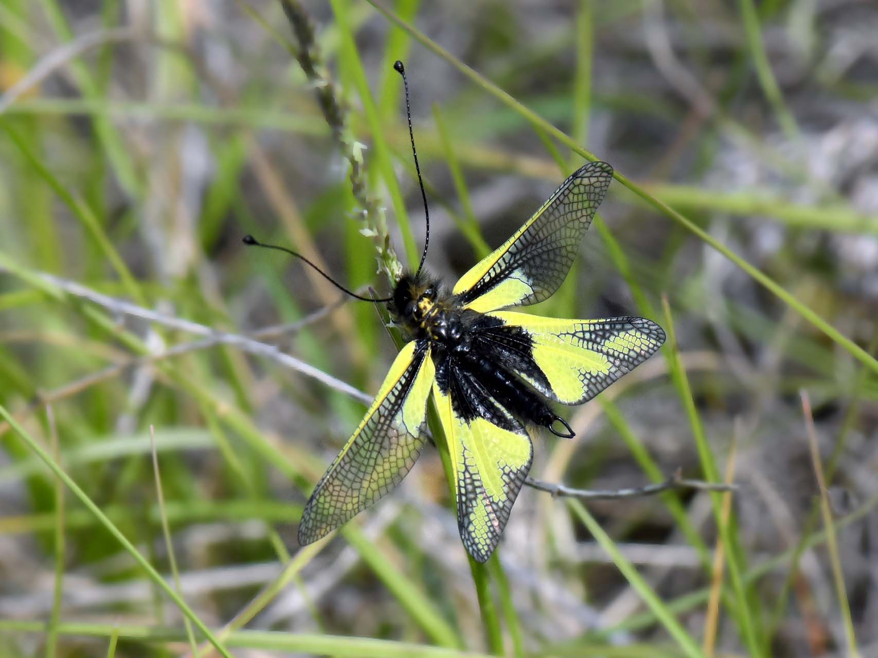 Ascalaphe (Libelloides coccajus)