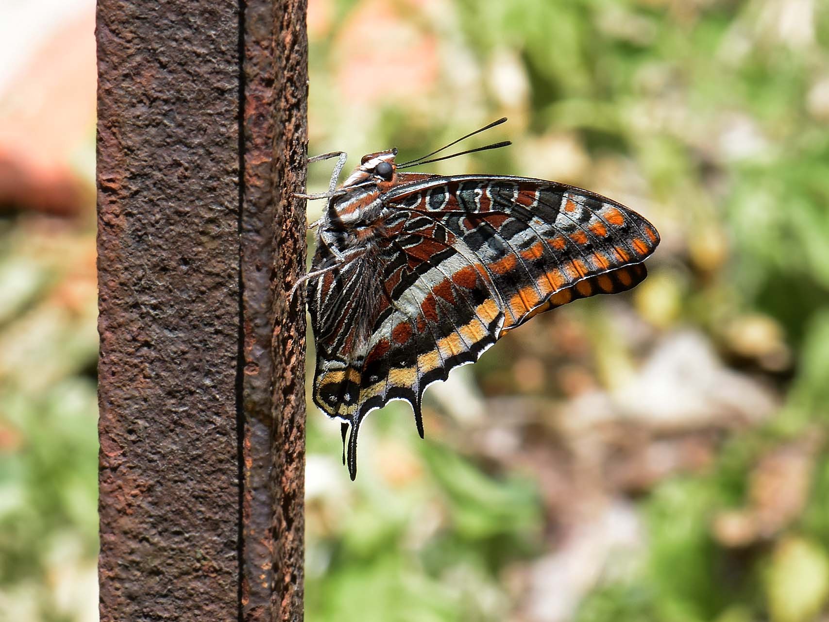 Jason, ou pacha à deux queues (Charaxes jasius)