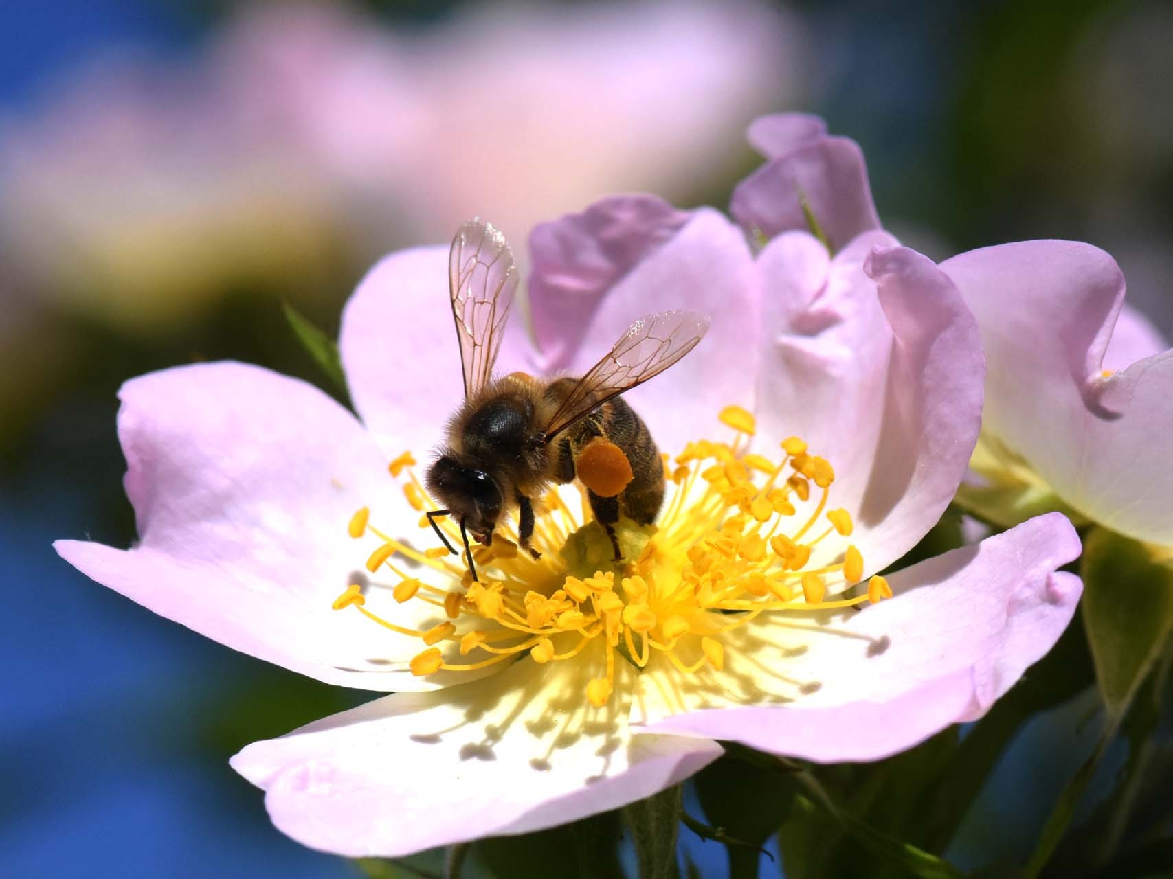 Abeille domestique (Apis mellifera)