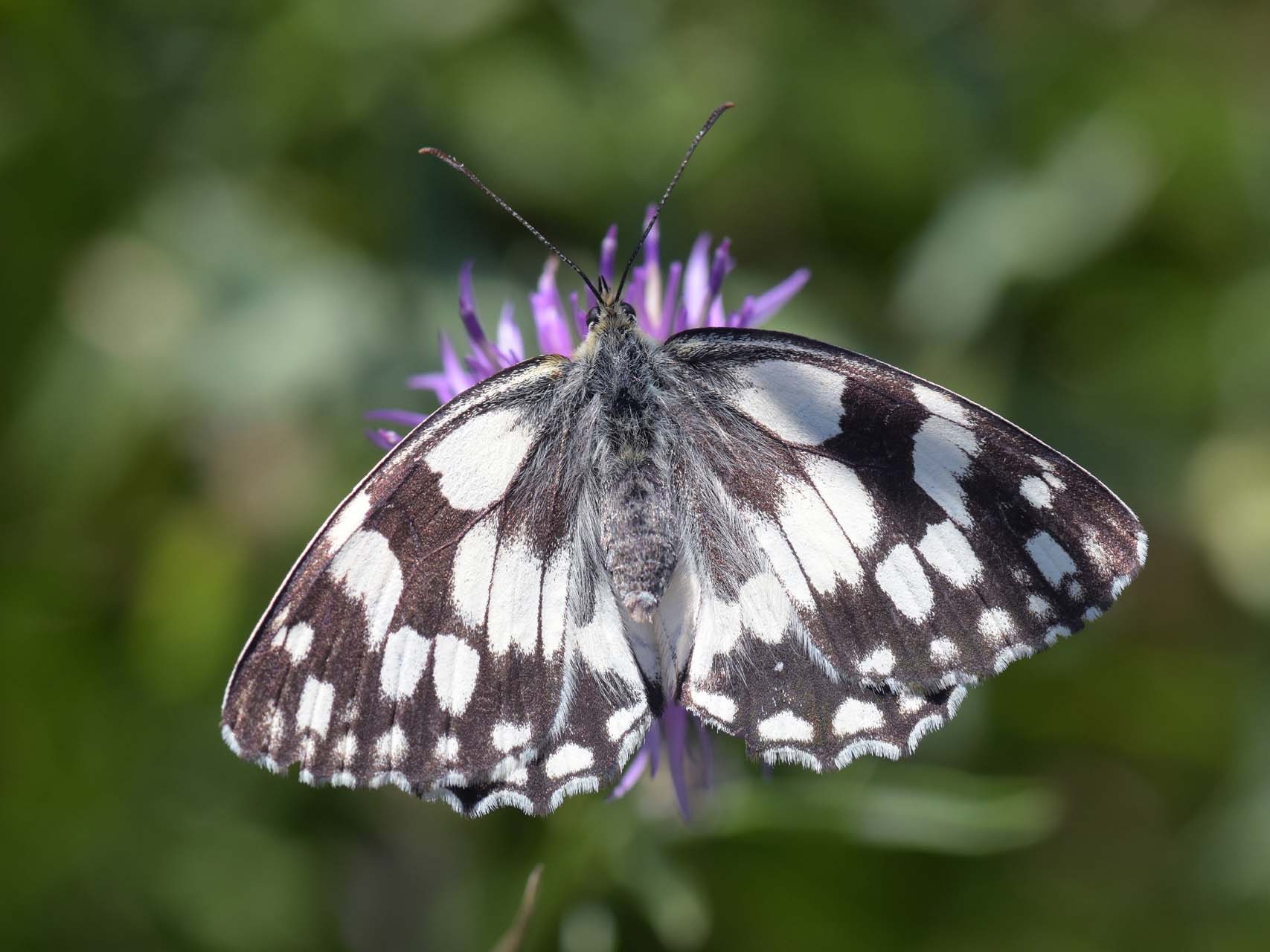 Demi-deuil (Melanargia galathea)