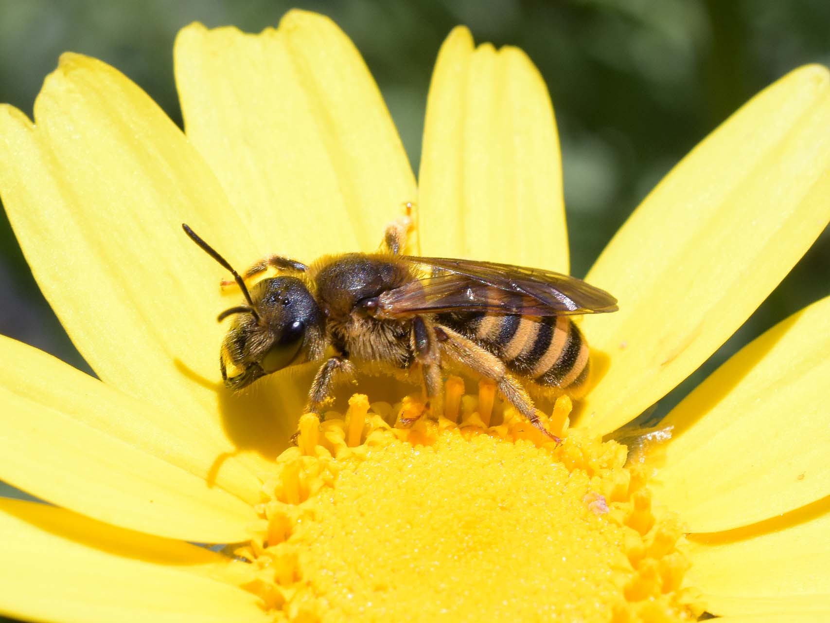 Abeille (Halictus scabiosae)