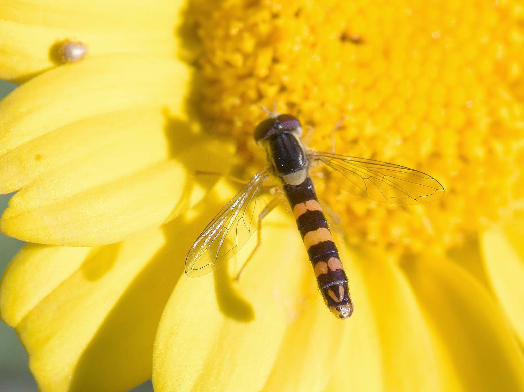 Syrphe porte-plume (Sphaeophoria scripta)