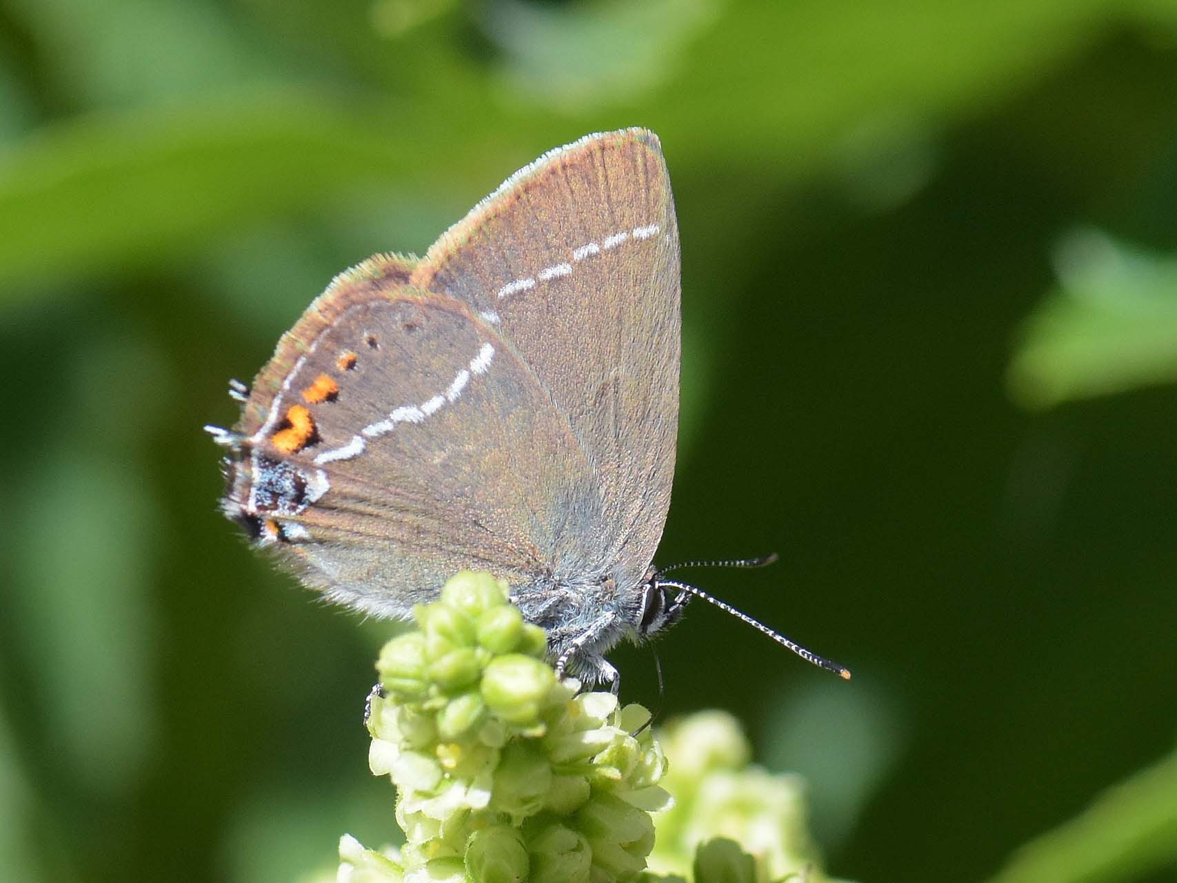 Thécla des nerpruns (Satyrium spini)