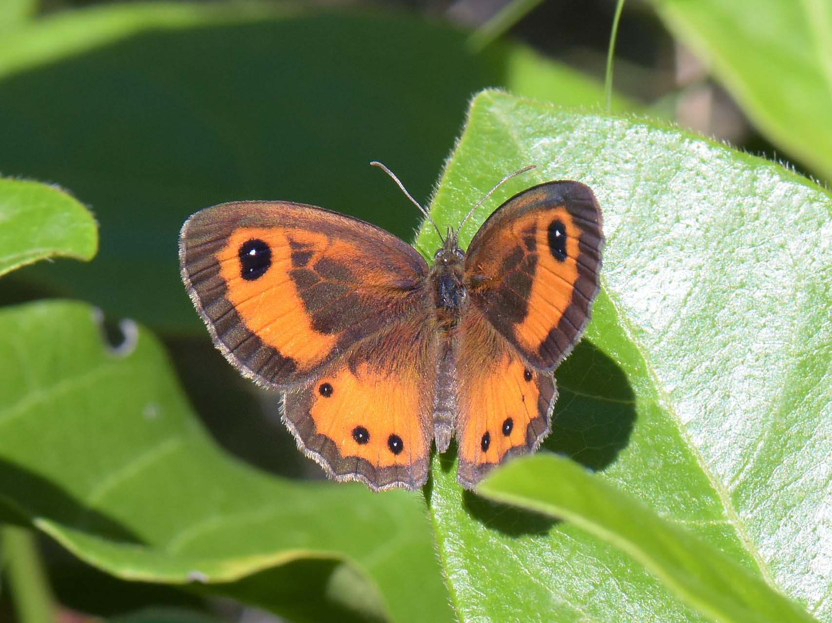 Tityre (Pyronia bathseba)