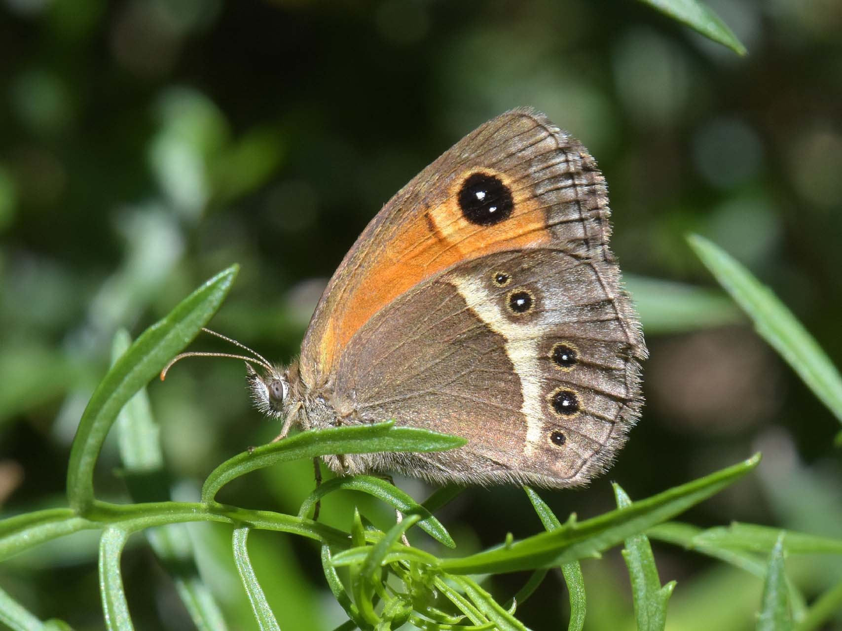 Tityre (Pyronia bathseba)