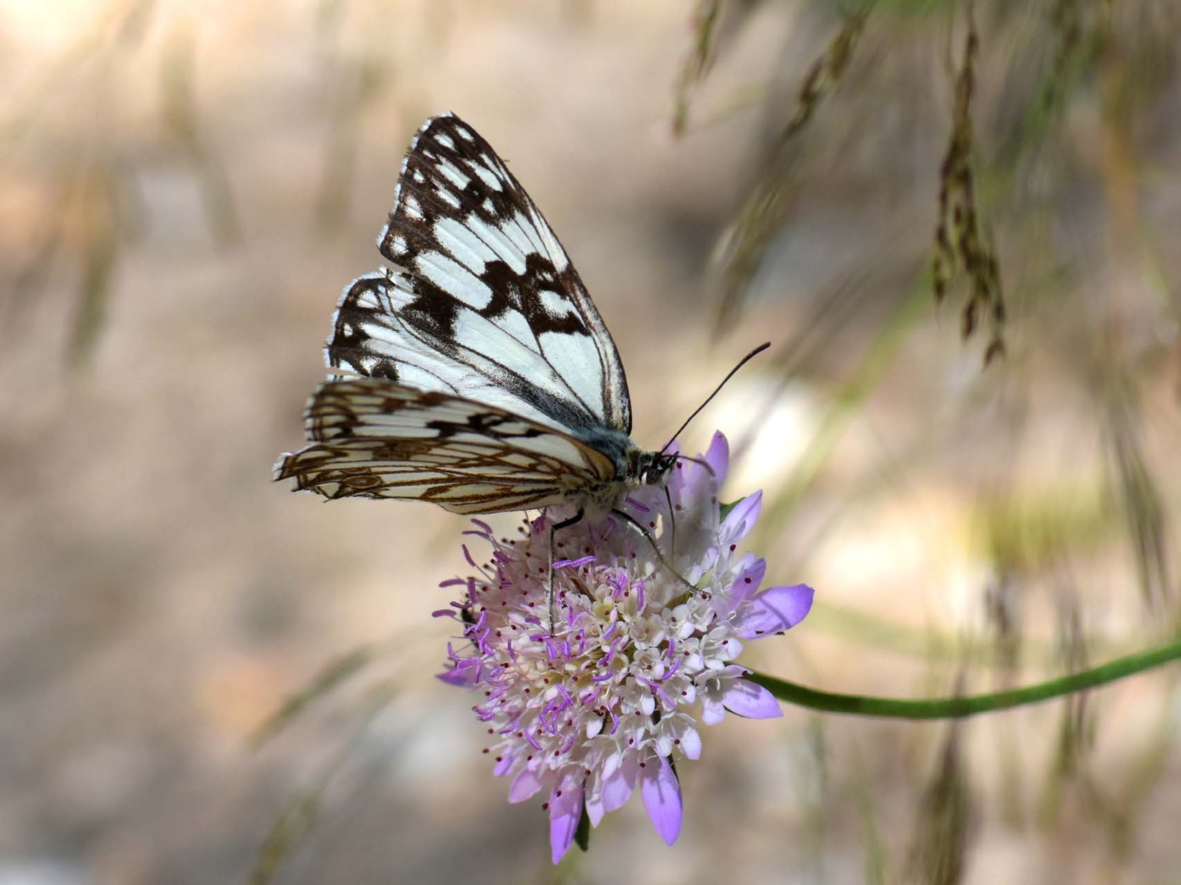 Echiquier d'Occitanie (Melanargia occitanica)