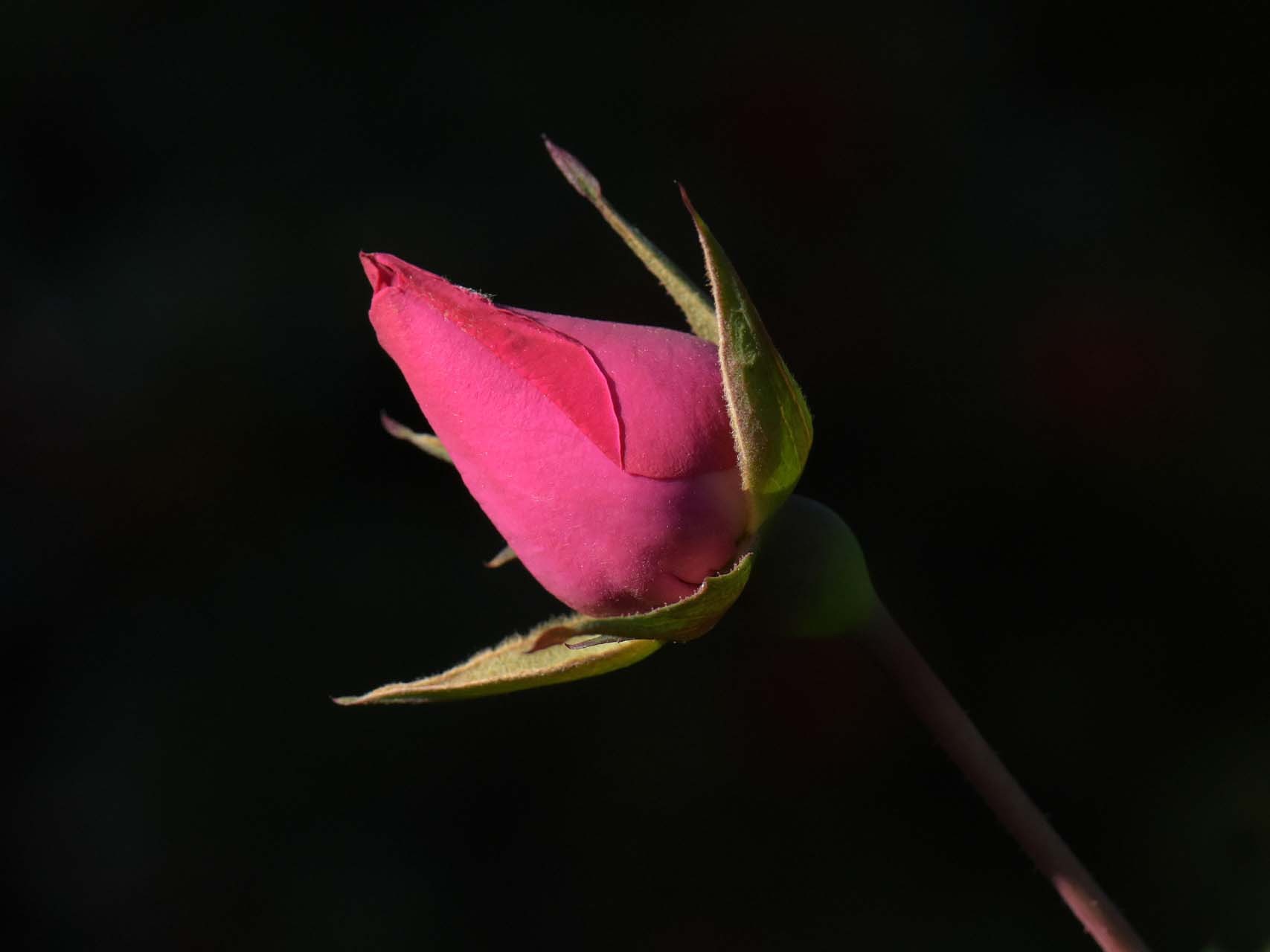 Bouton de rose hivernal