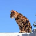 Le chat de la Madrague de Montredon