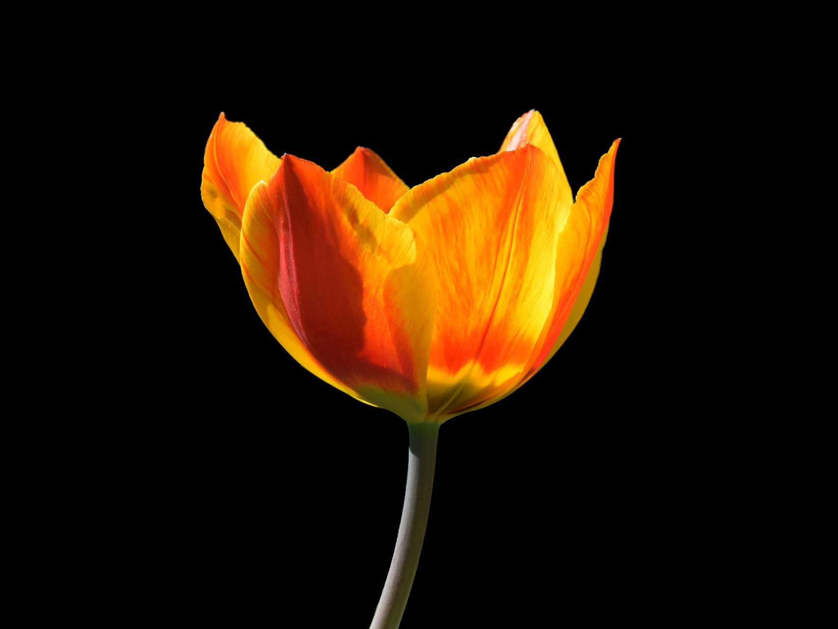 Tulipe