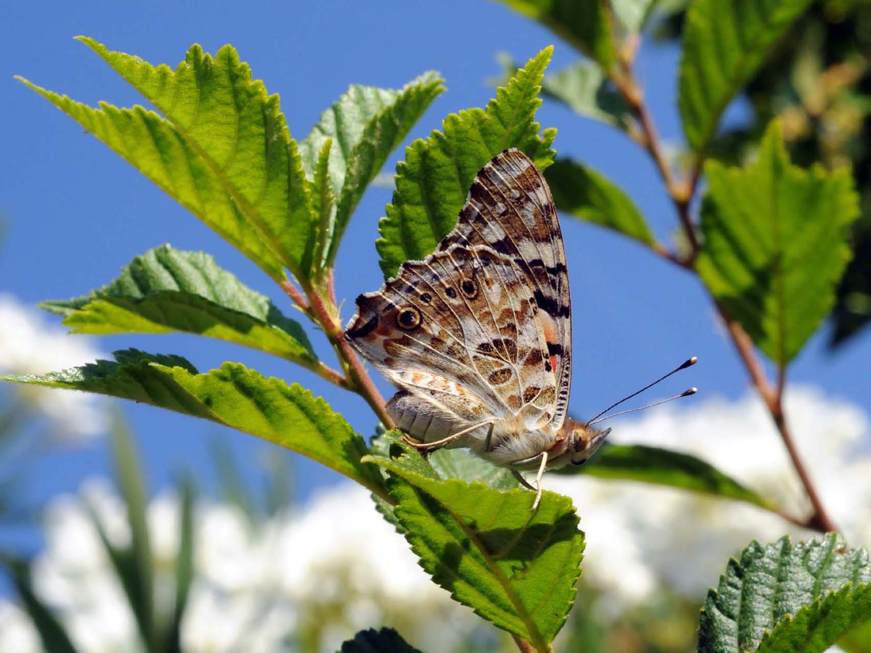 Belle-dame (Vanessa cardui)