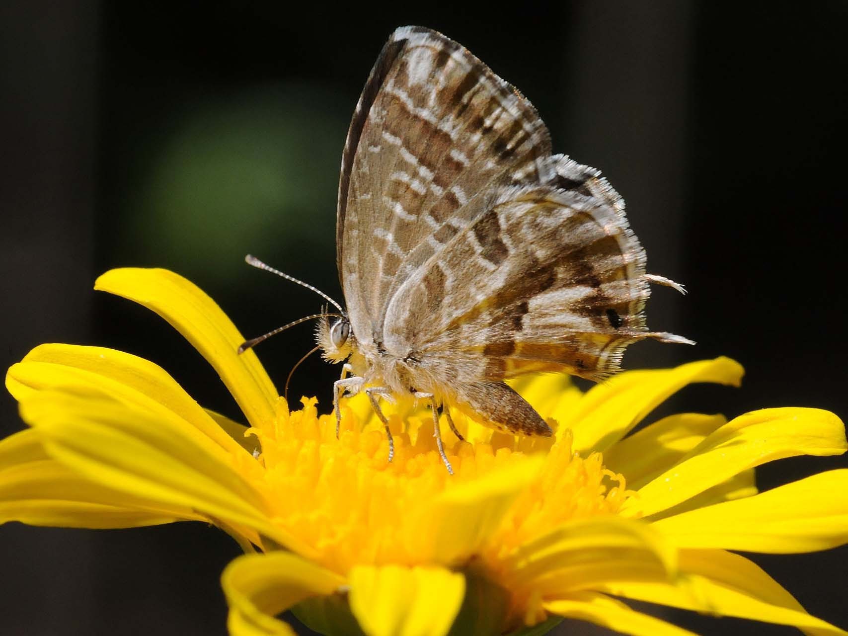 Brun des pélargoniums (Cacyreus marshalli)