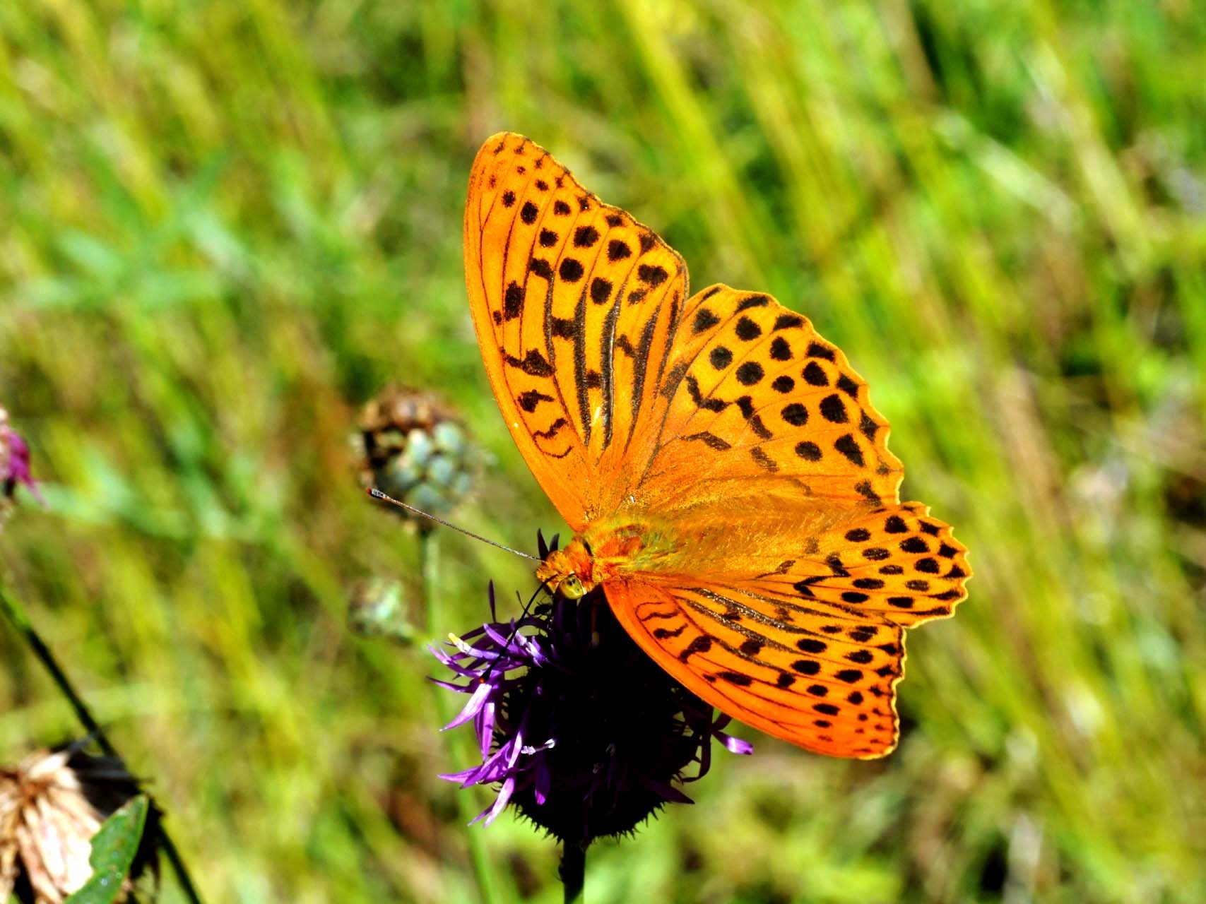 Tabac d'Espagne (Argynnis paphia)