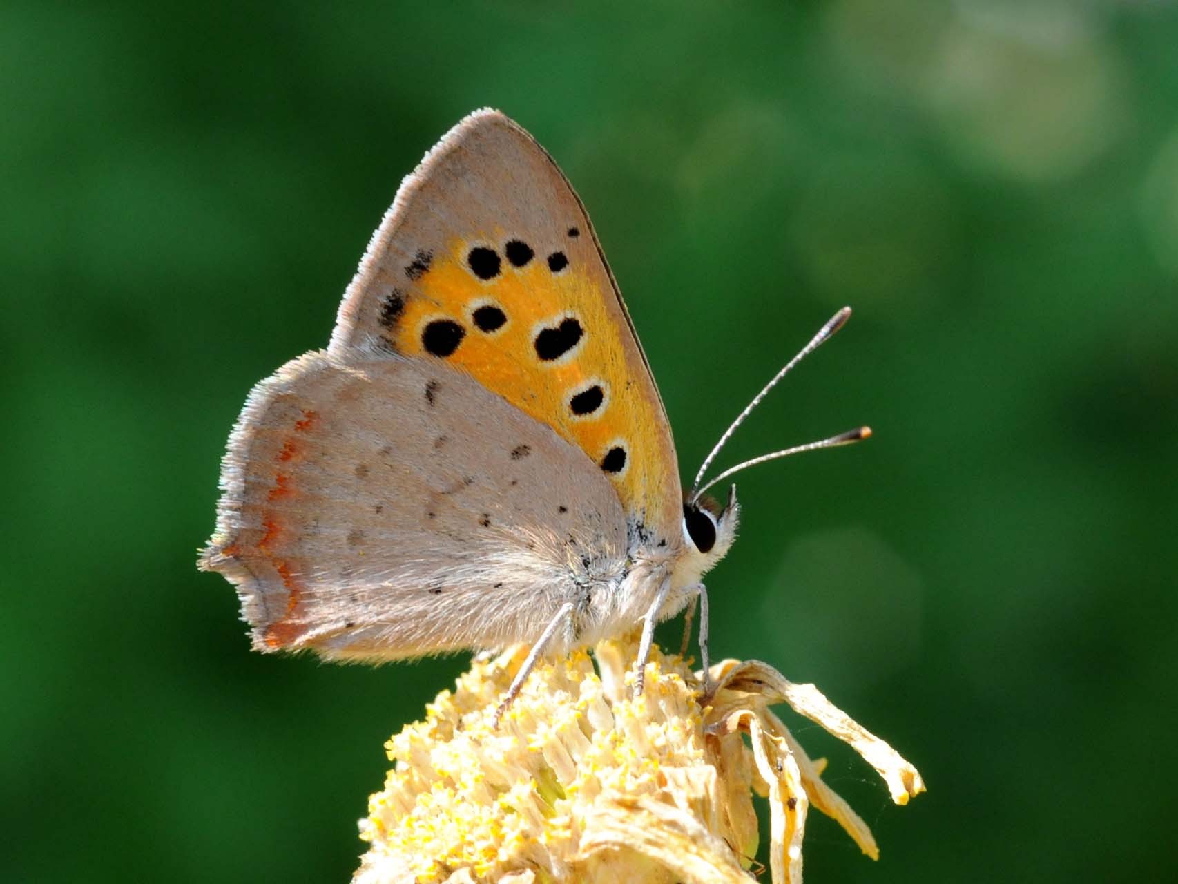 Cuivré commun (Lycaena phlaeas)