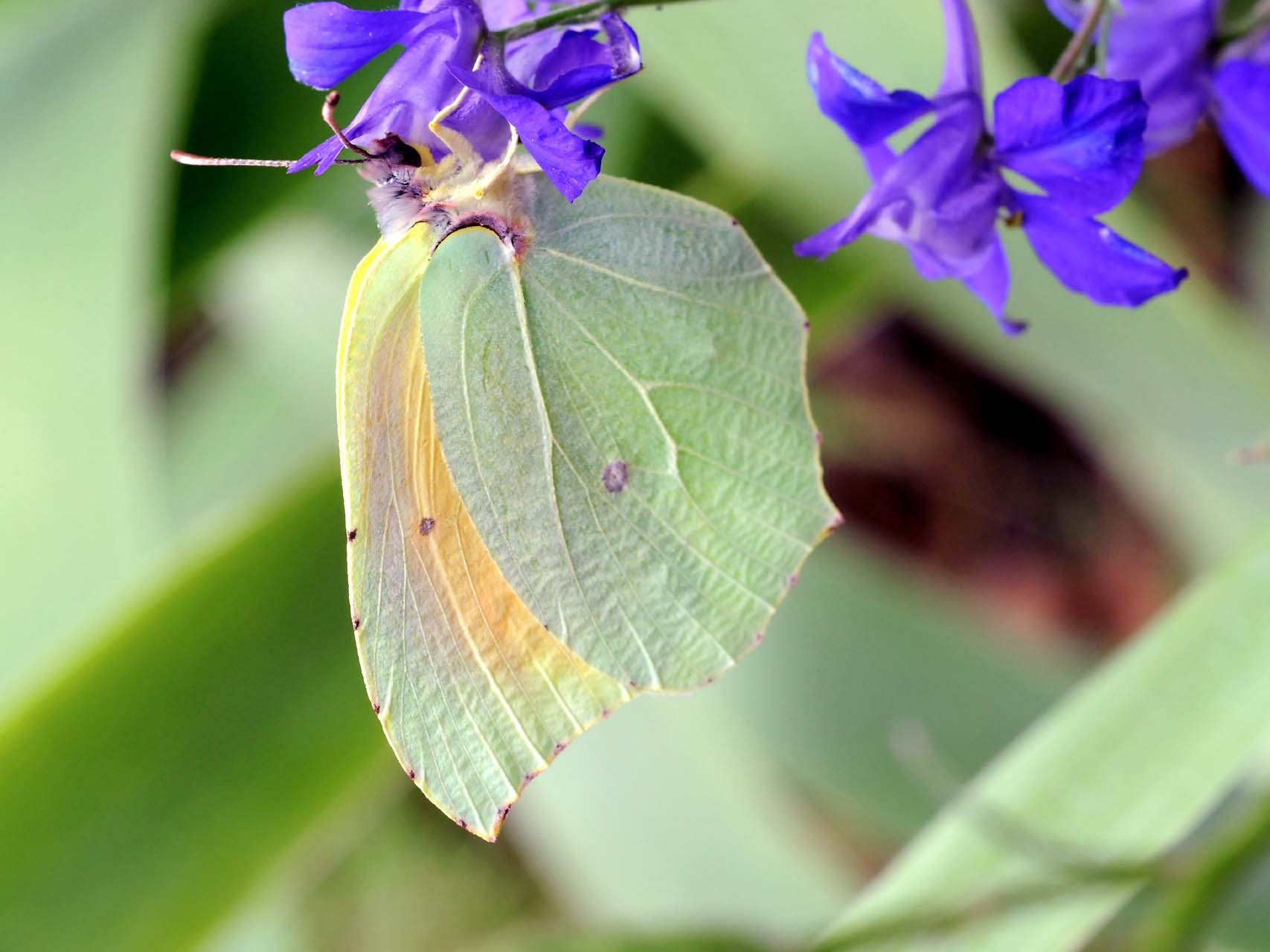 Citron (Gonepteryx rhamni)