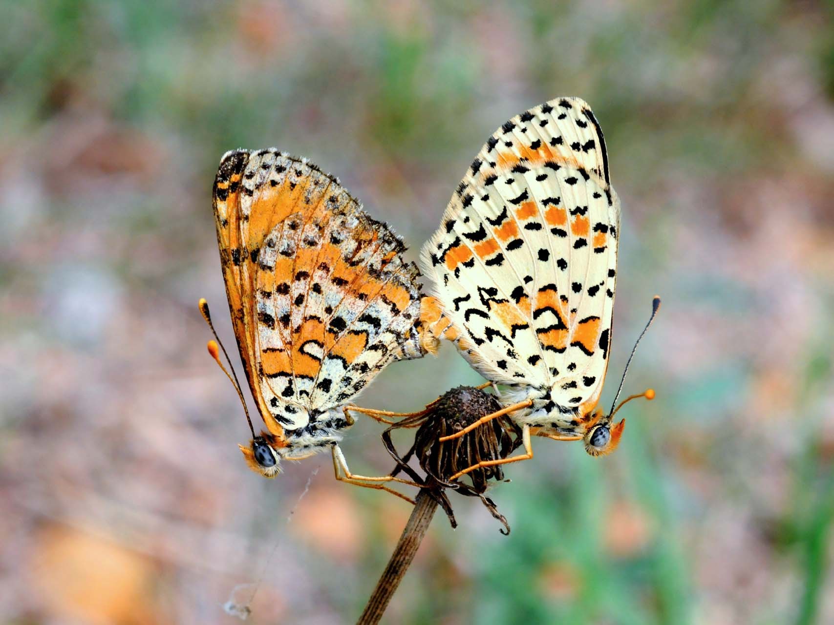 Mélitées orangées (Melitaea didyma)