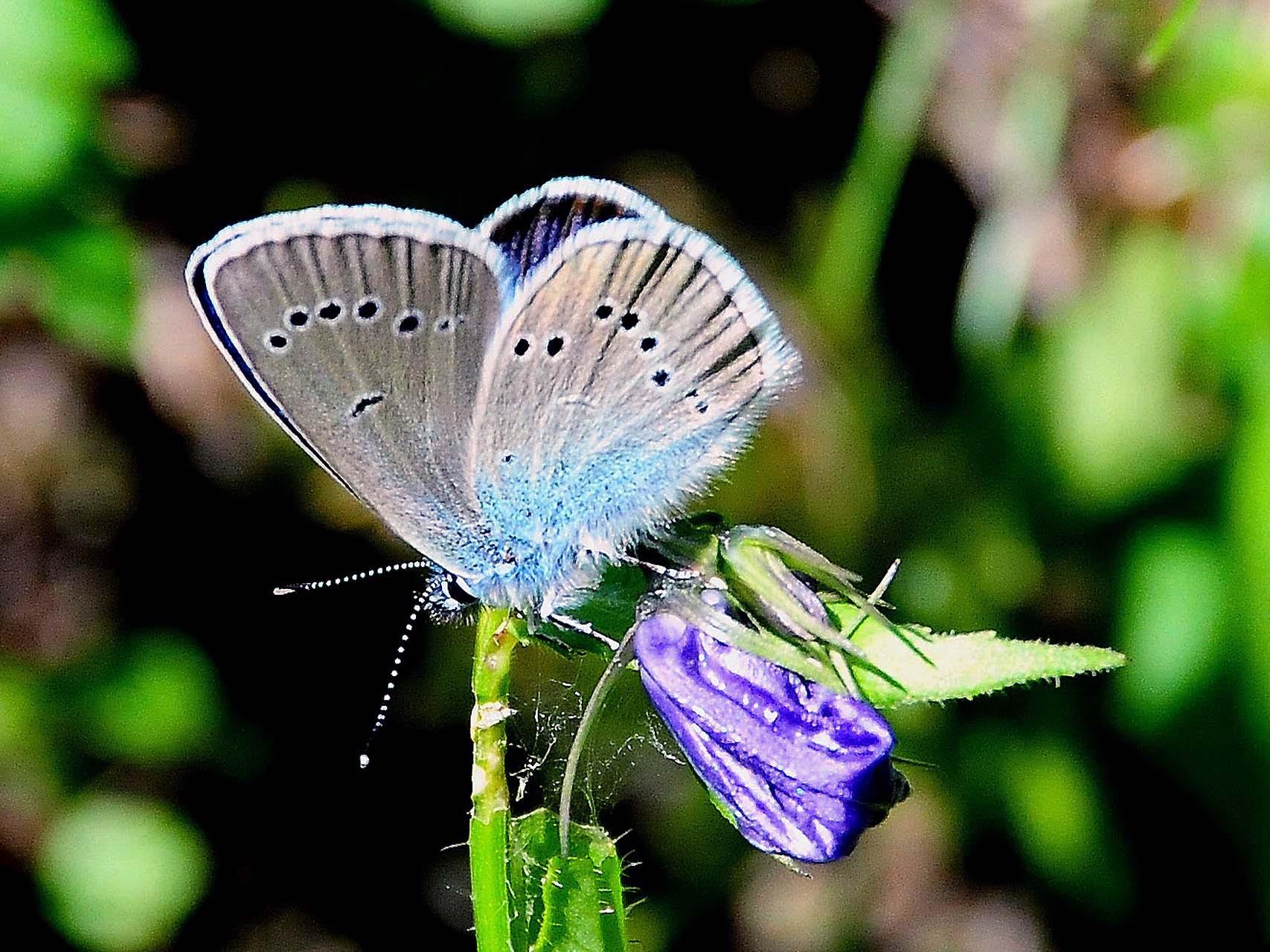 Demi-argus (Cyaniris semiargus)