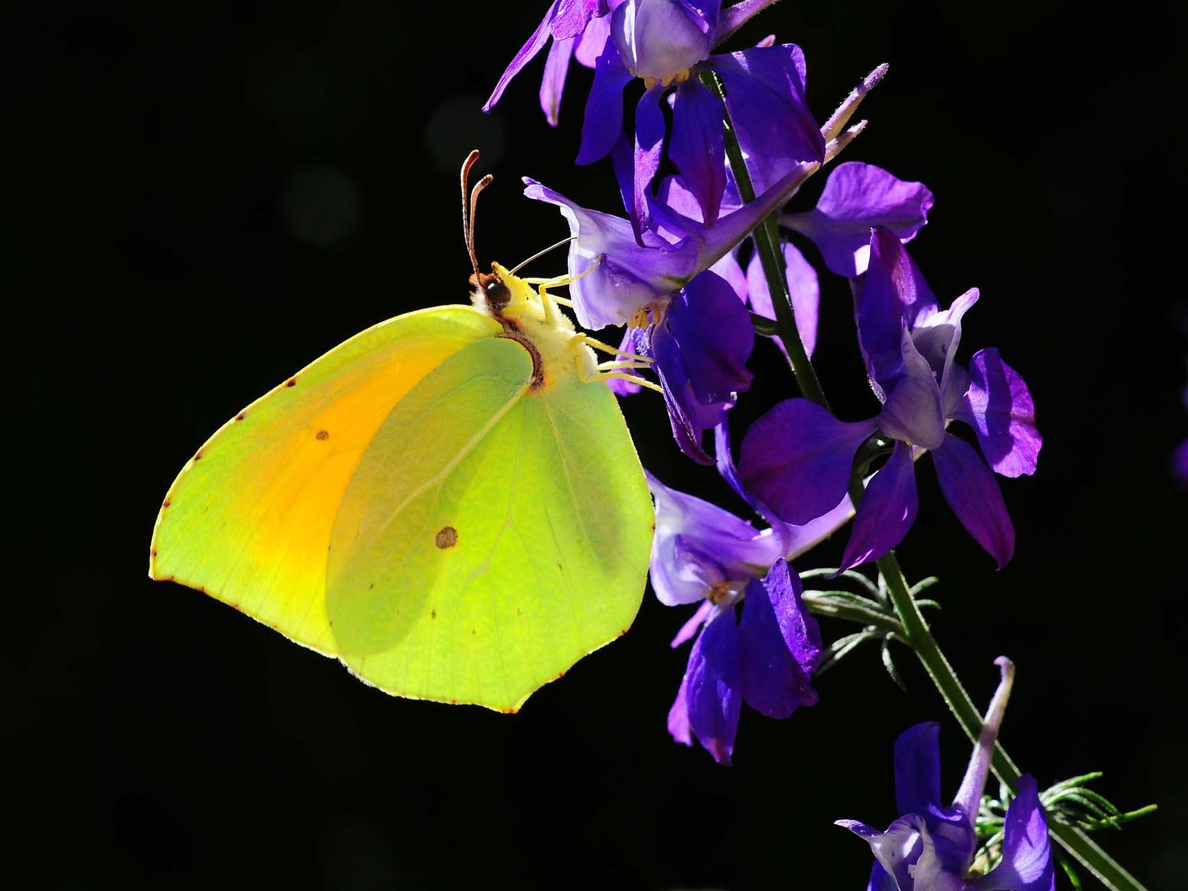 Citron de Provence (Gonepteryx cleopatra)