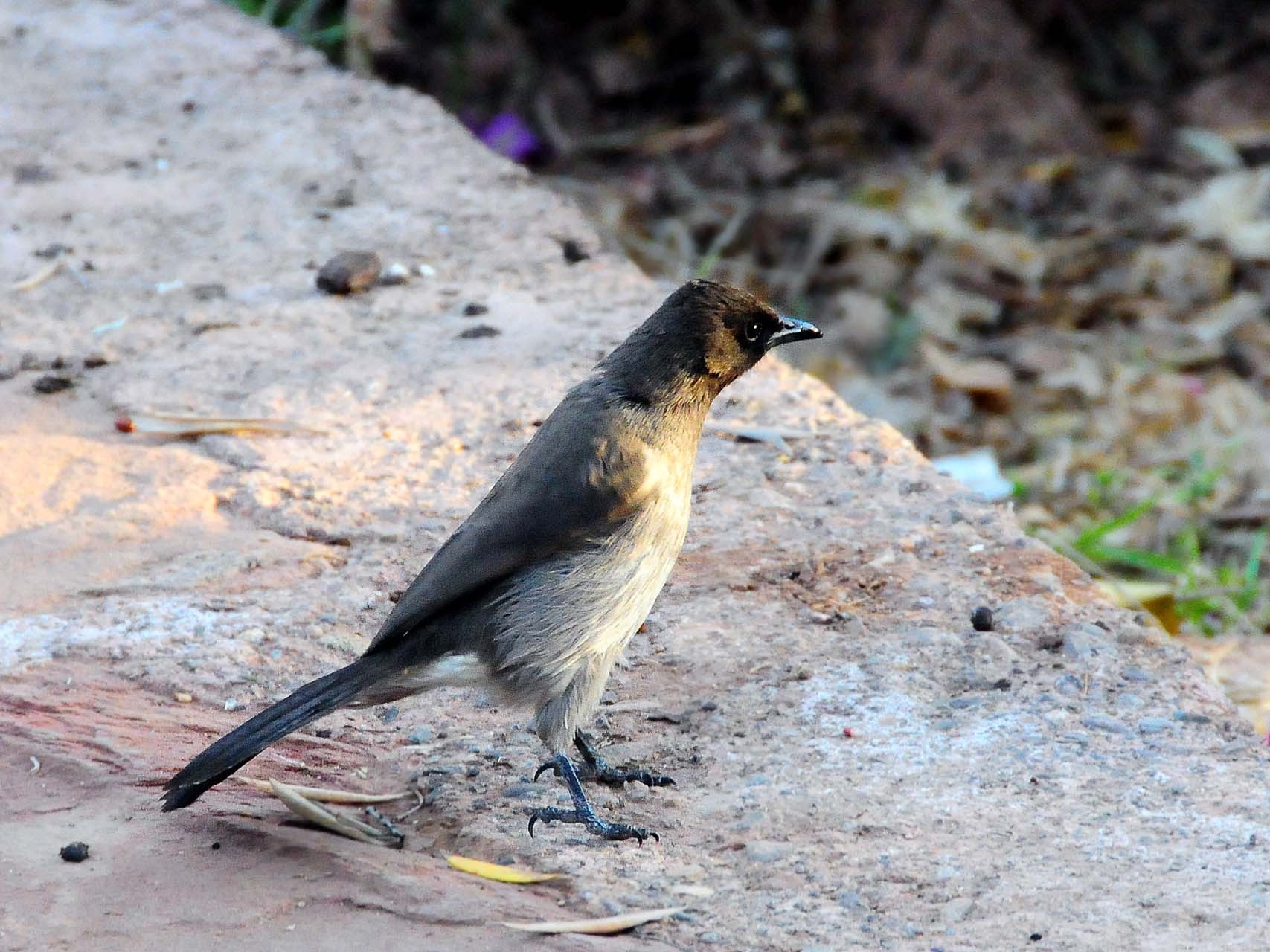 Bulbul (Pycnonotus barbatus)