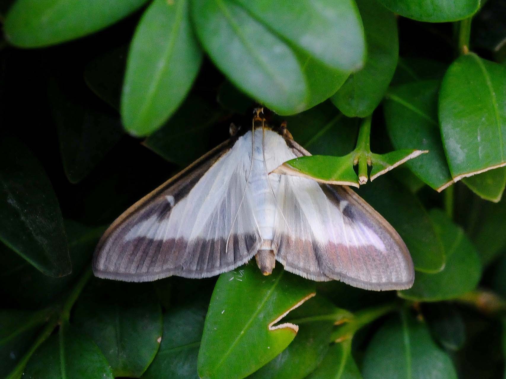 Pyrale du buis (Cydalima perspectalis)