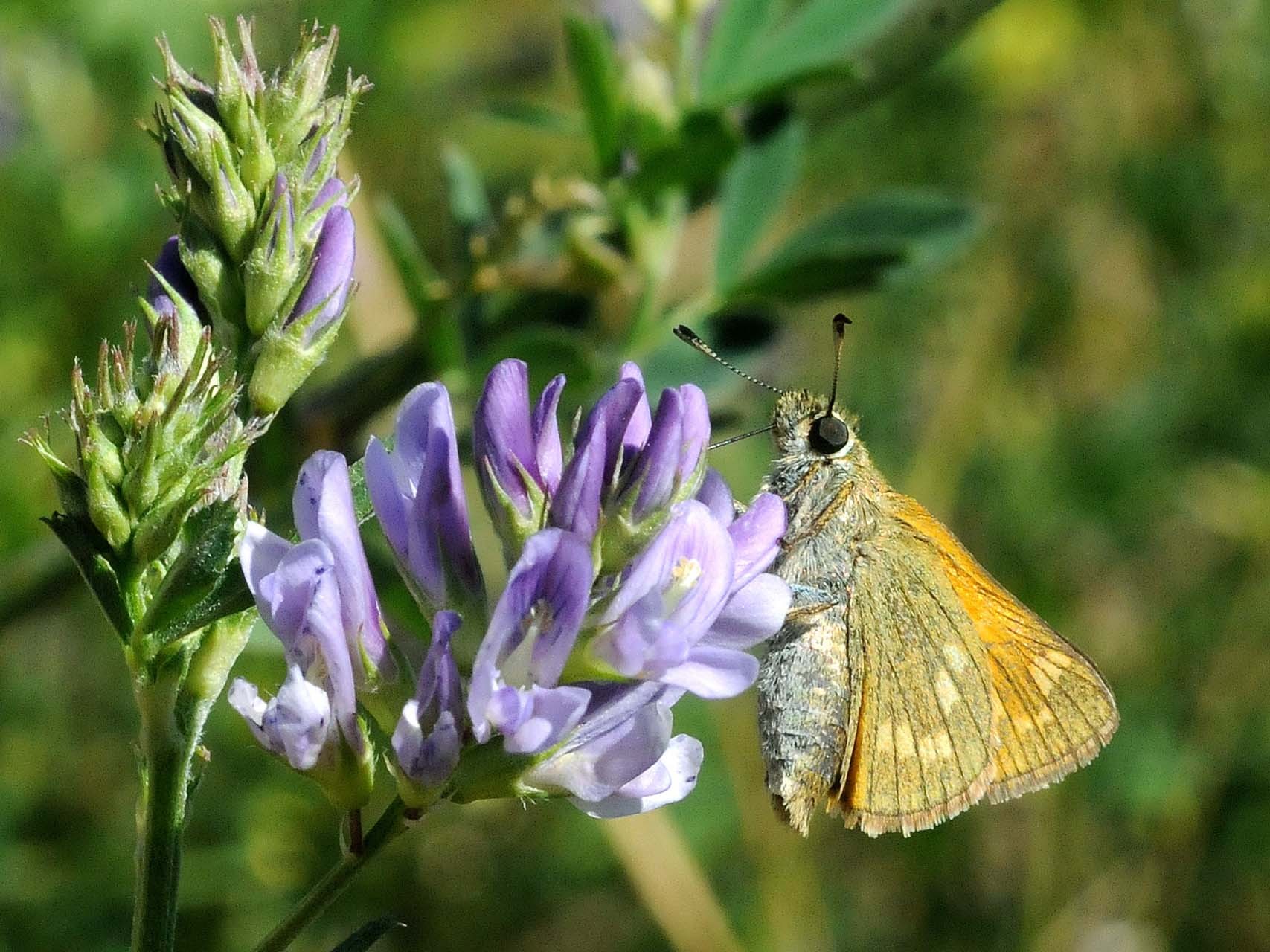 Sylvaine (Ochlodes sylvanus)