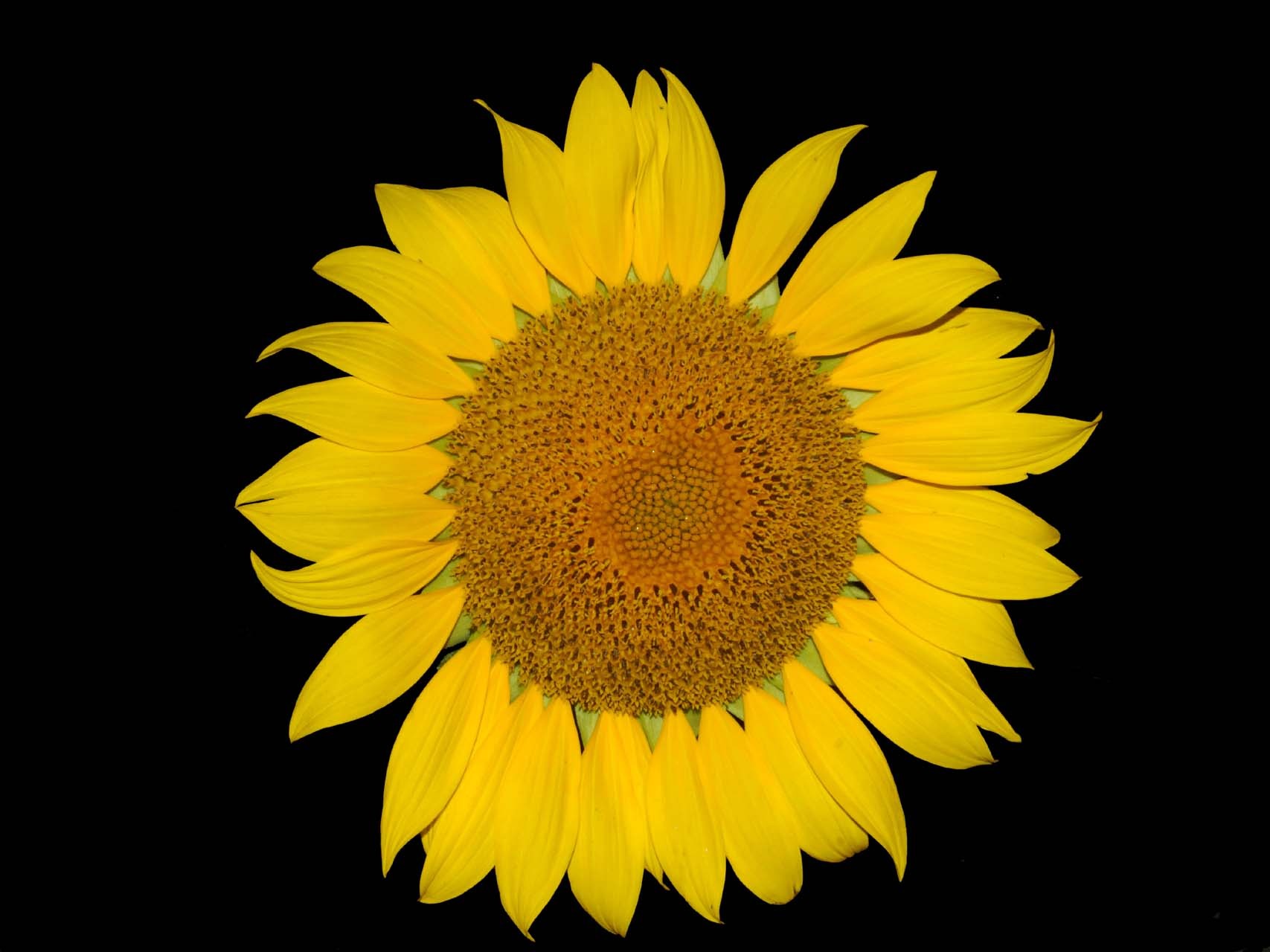 Tournesol